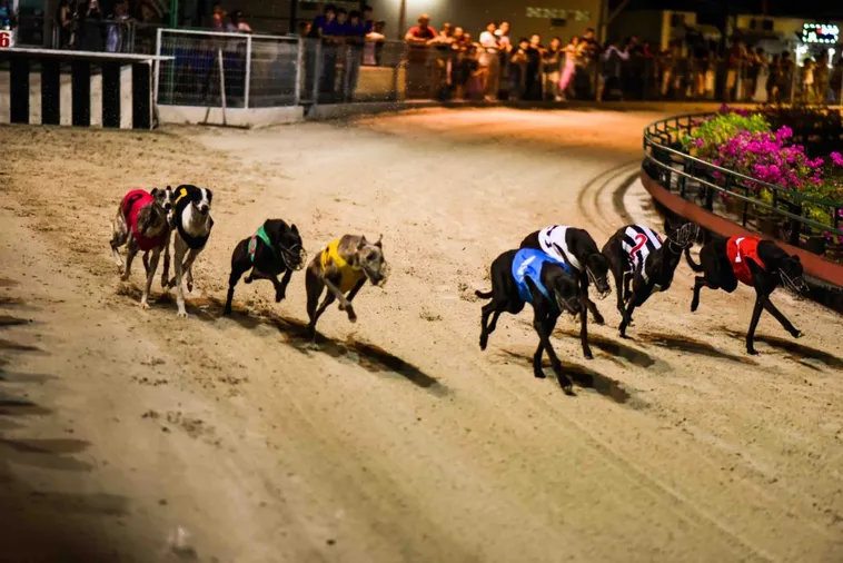 Chinh Phục Trường Đua Khốc Liệt Cùng Cách Chơi Game Nhanh Đua Chó Tại Tinycat99