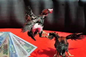 Bật Mí Cách Chơi Đá Gà Sabong Tại Tinycat99 Đầy Kịch Tính Thu Hút